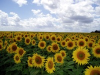 Fields of Golden Sunflowers in the Vendee